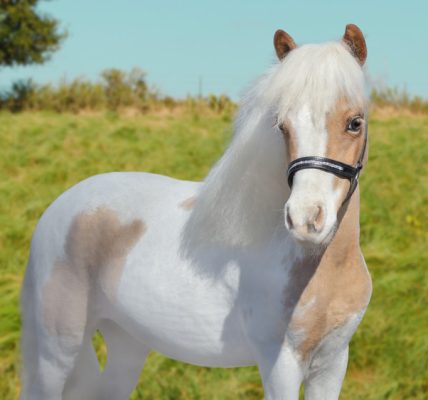 Einstein Horse