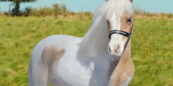 Einstein Horse