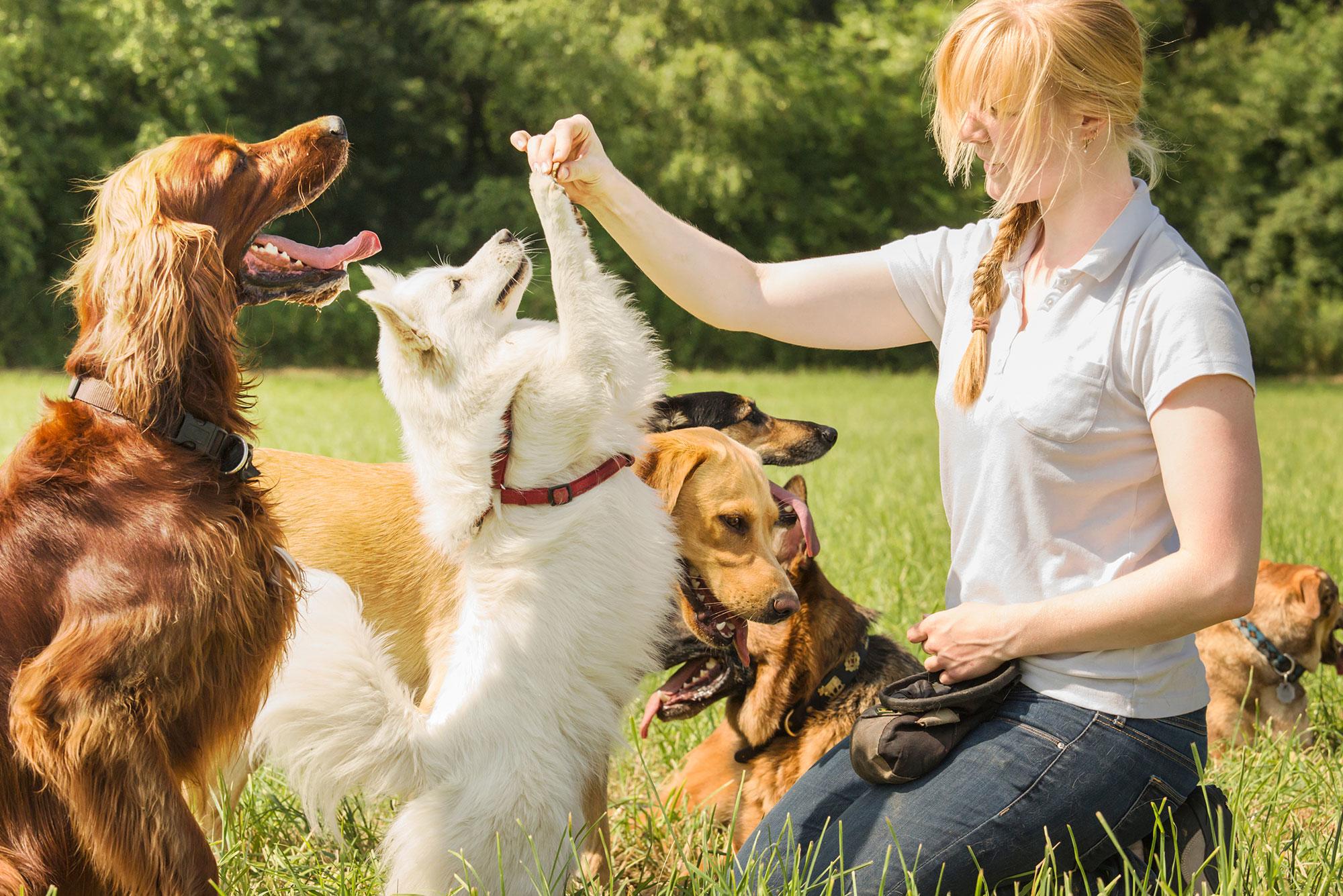 Unleash the Best in Your Pup: Top Dog Training Tips for Happy Homes