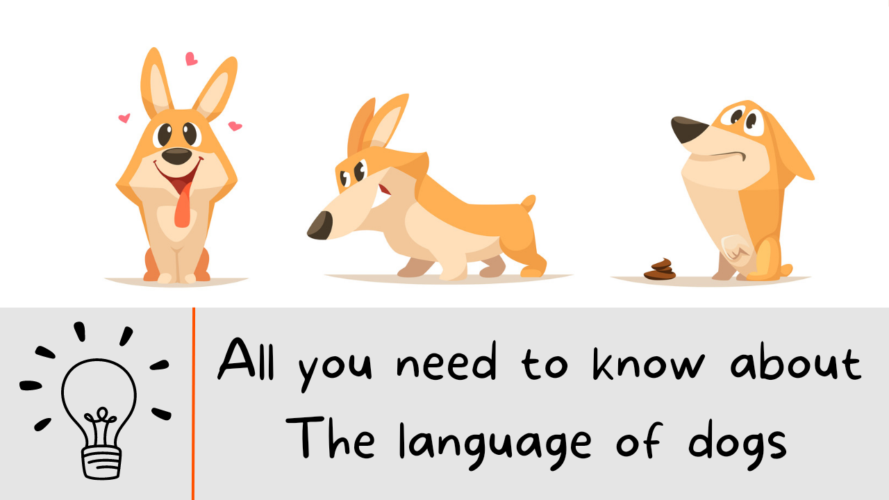 Understand Your Dog Better: A Simple Guide to Dog Body Language