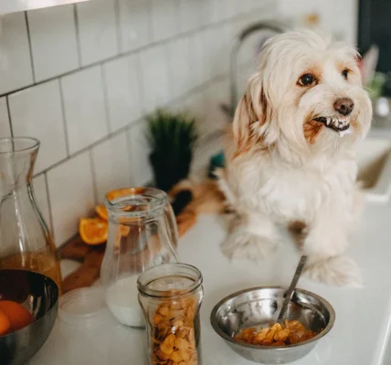 homemade dog food recipes