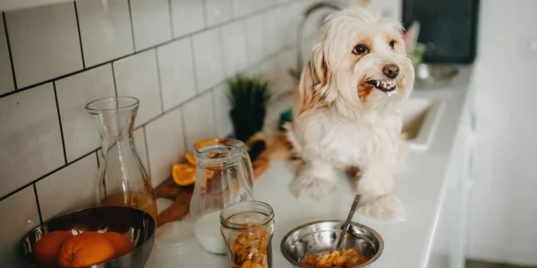homemade dog food recipes