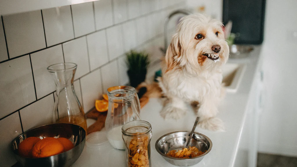 Unleash the Inner Chef: Easy Homemade Dog Food Recipe for Happy Pups