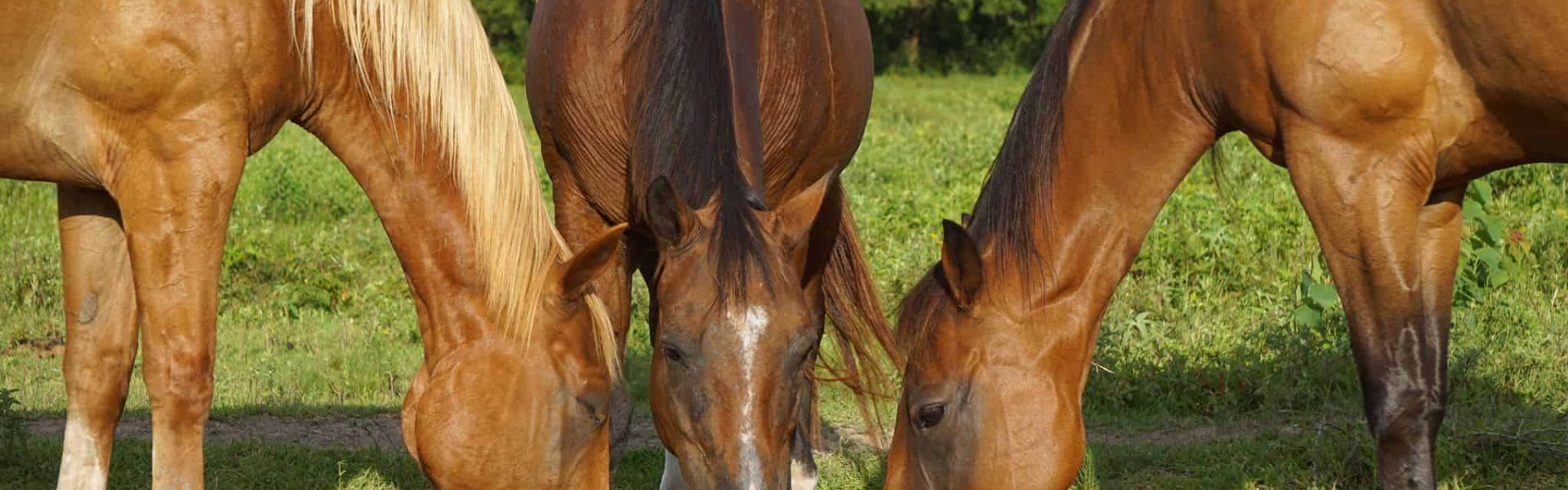 horse daily diet plan