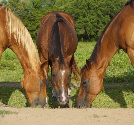 horse daily diet plan