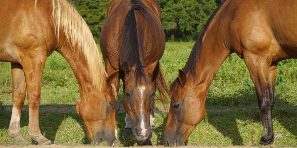 horse daily diet plan