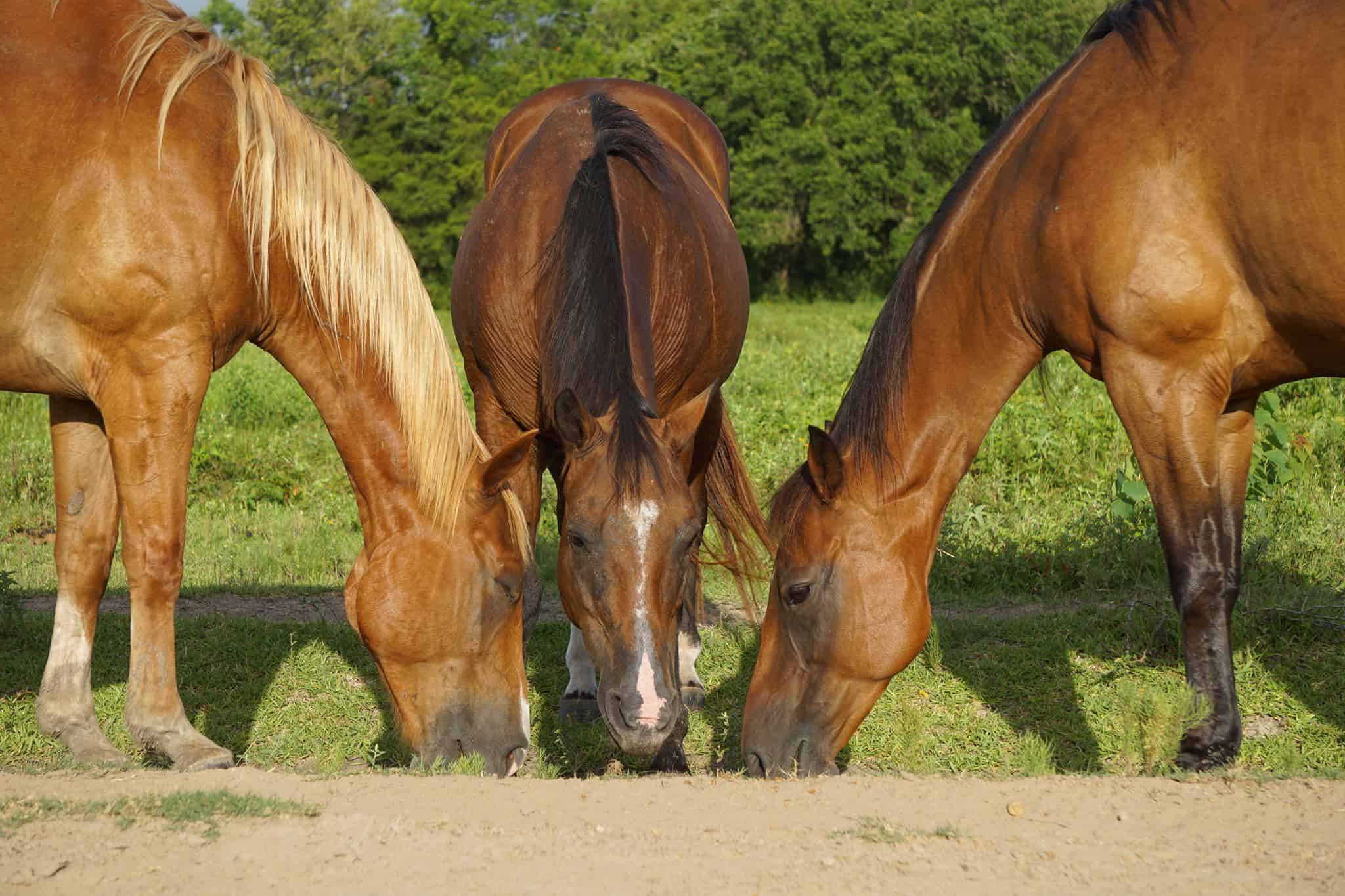 horse daily diet plan