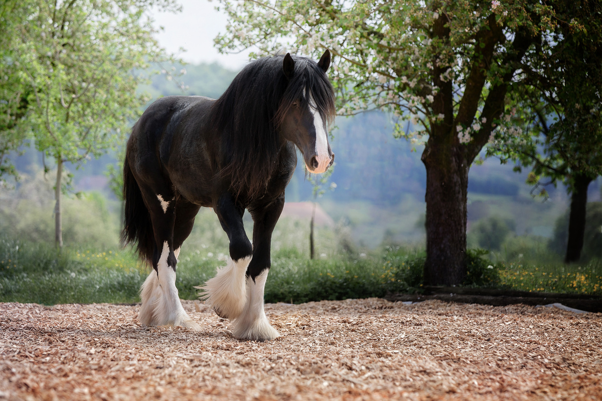 10 Most Popular Horse Breeds and Types of Horses: Finding Your Perfect Match