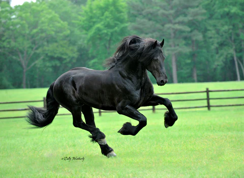 This image has an empty alt attribute; its file name is Friesian-Horse.webp