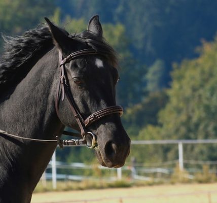 Top 10 Most Expensive Horses In The World