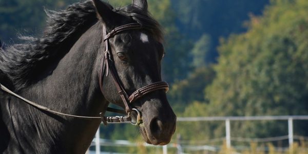 Top 10 Most Expensive Horses In The World