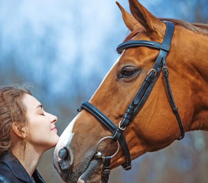Basic Horse Training