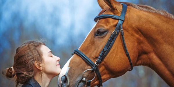 Basic Horse Training