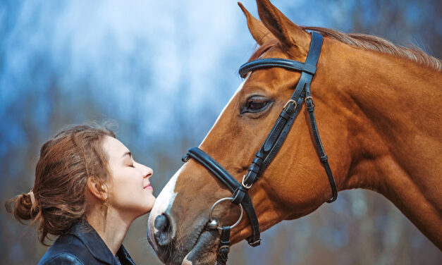 Building a Bond: A Guide to Basic Horse Training