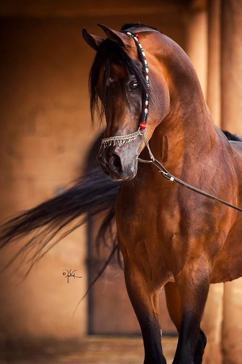 The Arabian Horse: A Timeless Legacy of Beauty and Performancepen_spark