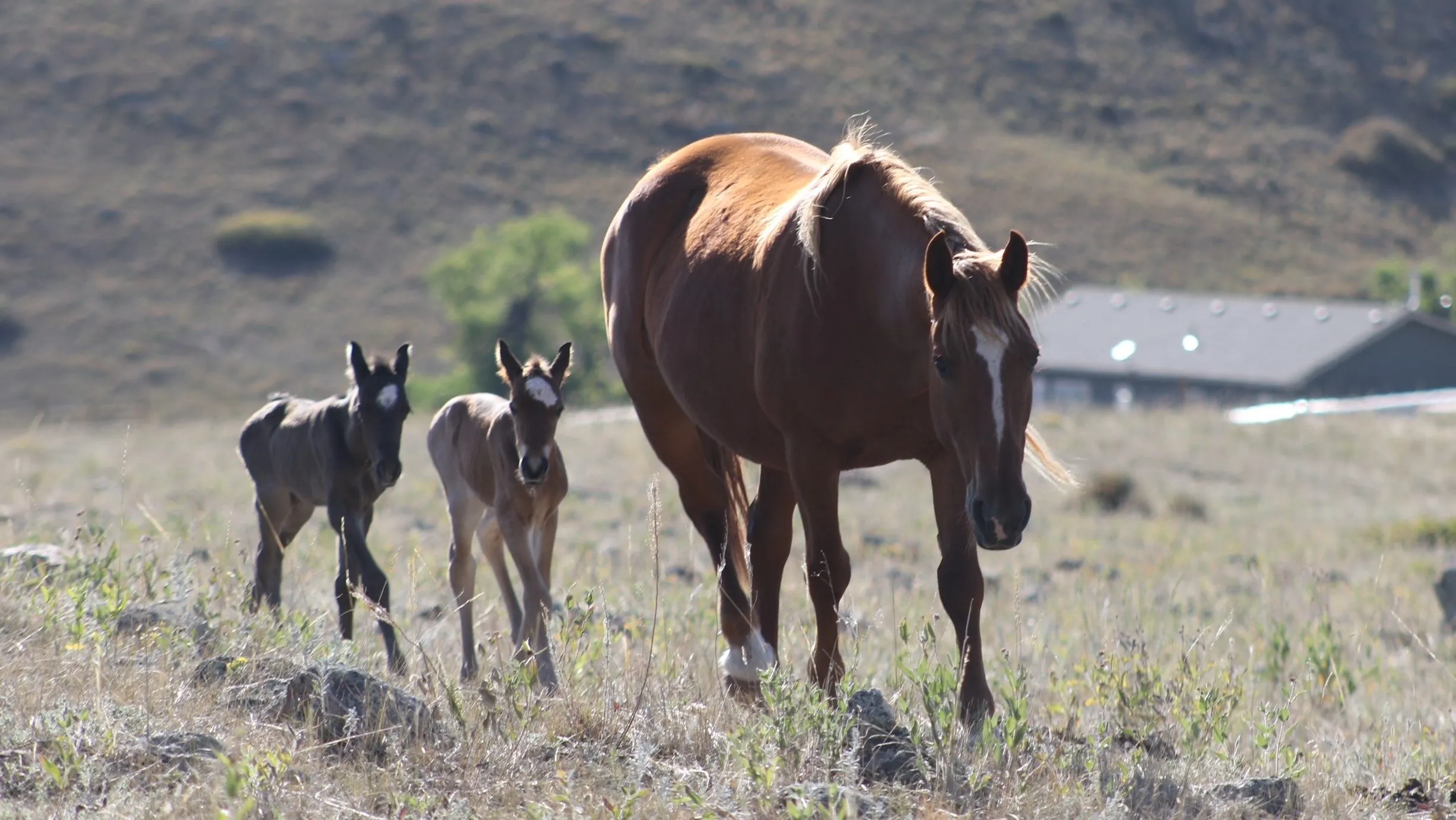 Rare Twin Colts Born at Colorado Horse Rescue