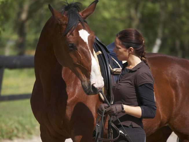 Best Horse Training Methods: Natural Horsemanship, Clicker Training & Classical Dressage