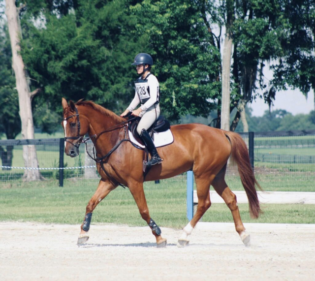 Sport Horse Nation Spotlight: Is My Horse Getting Bigger or Are These Jumps Getting Smaller