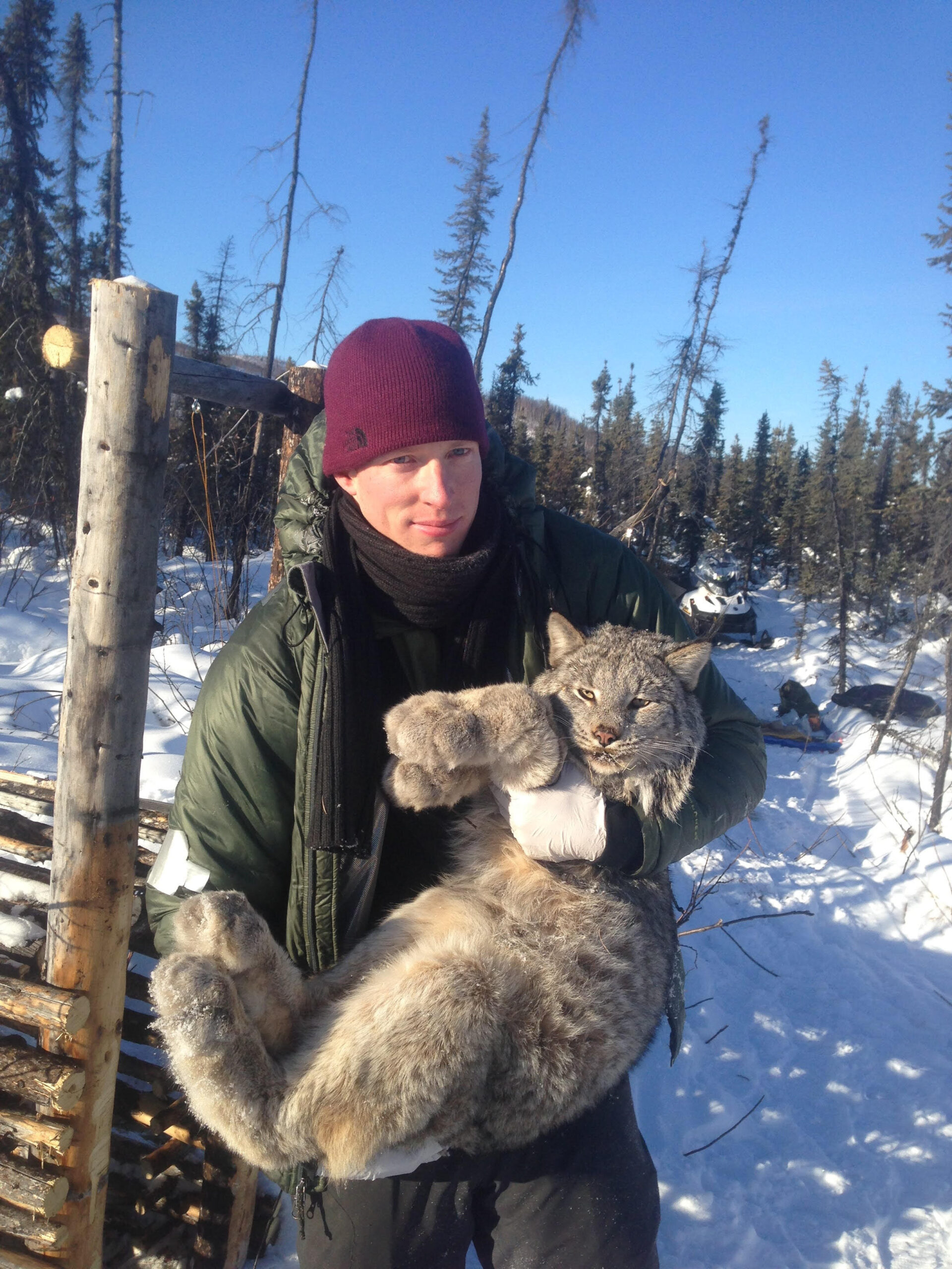 Study Tracks Traveling Population Waves in Canada Lynx | Insights on Lynx Migration Patterns