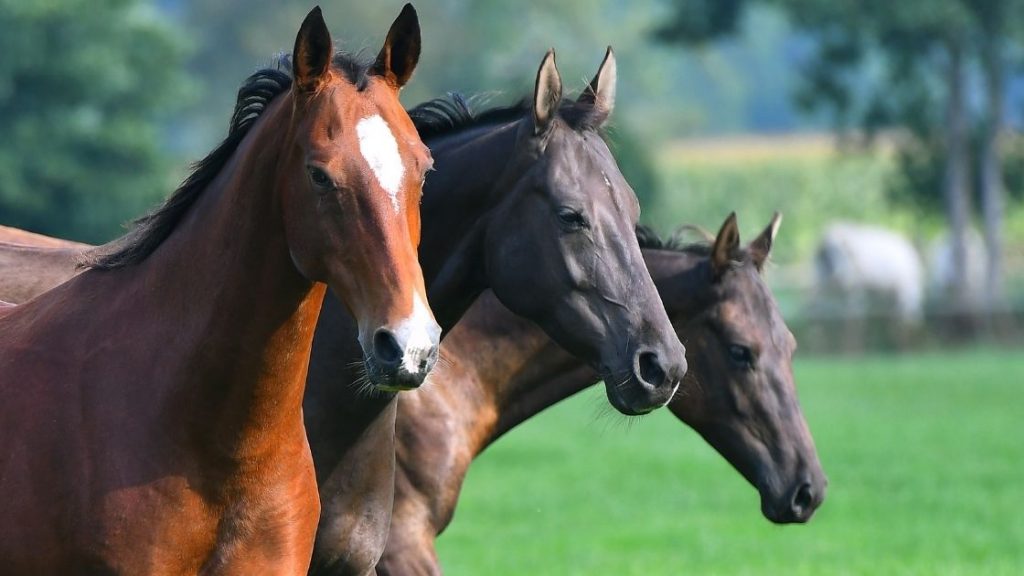 Top 5 Popular Horse Breeds for Beginners