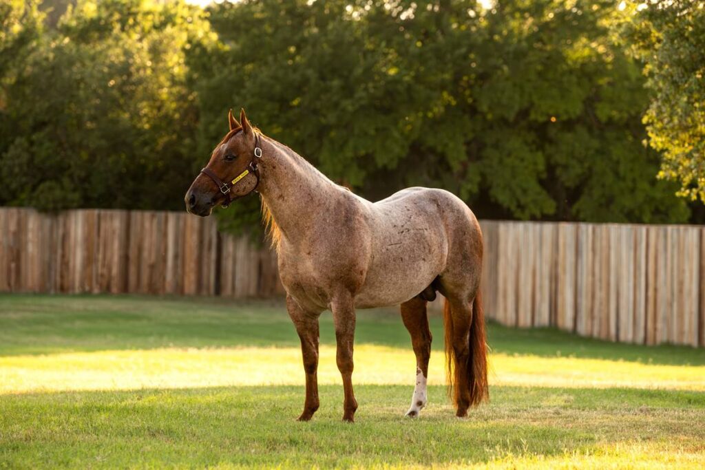 american quarter horse